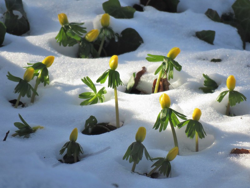 flowers in snow