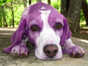 purple dog