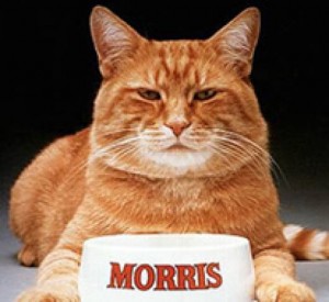 Morris the Cat